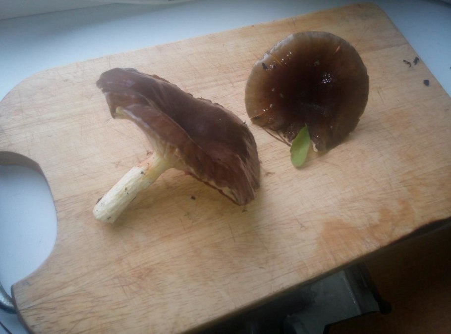 Сыроежка черная, подгруздок черный