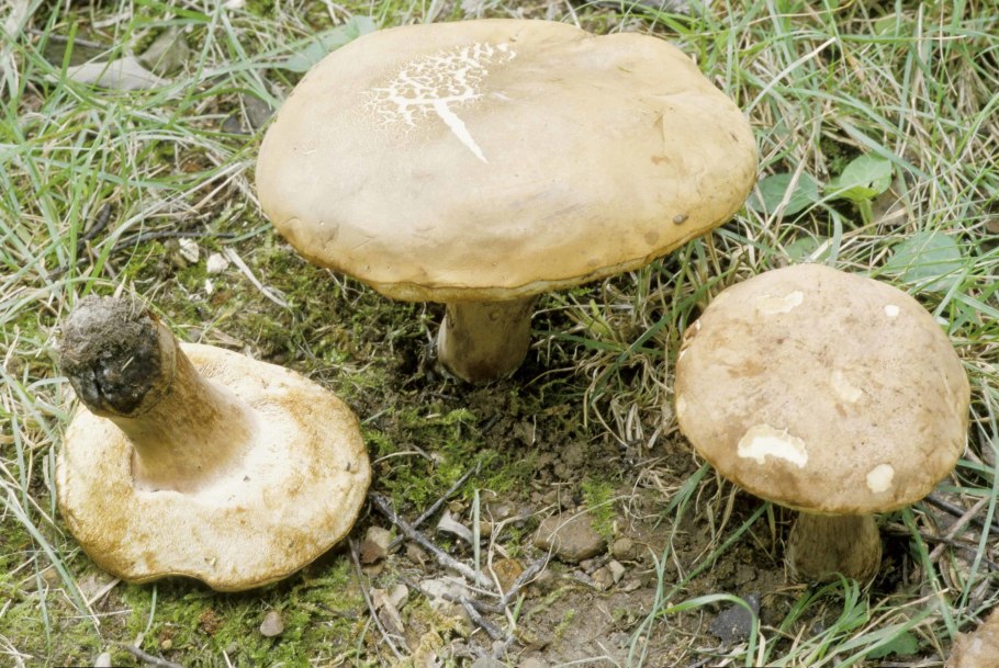 Гриб горчак Крымский