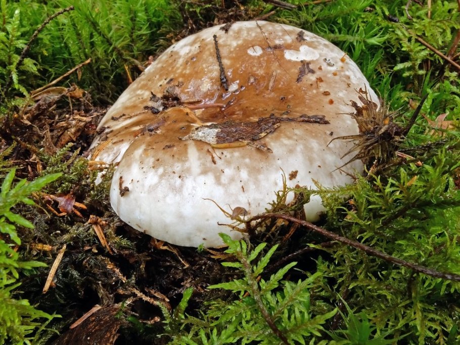 Подгруздок чёрный Russula adusta.