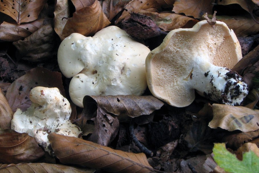 Чаудинский белый гриб