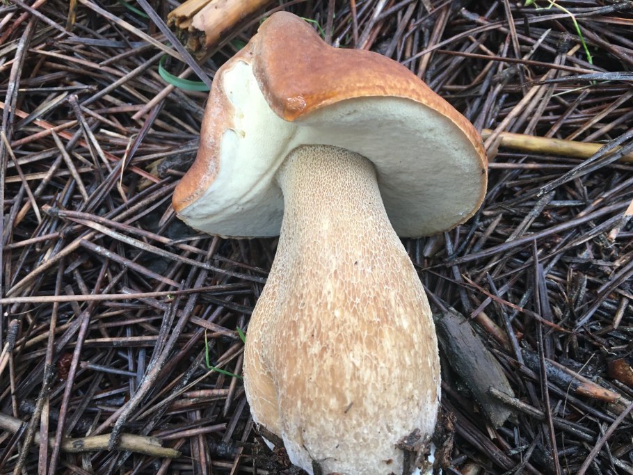 Красноголовик альбинос