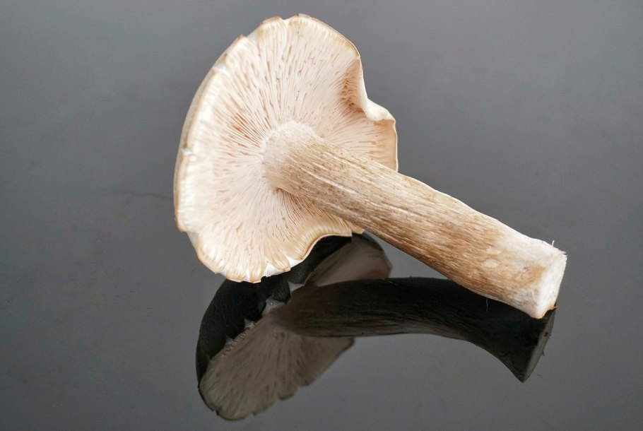 Белый пластинчатый гриб на толстой ножке