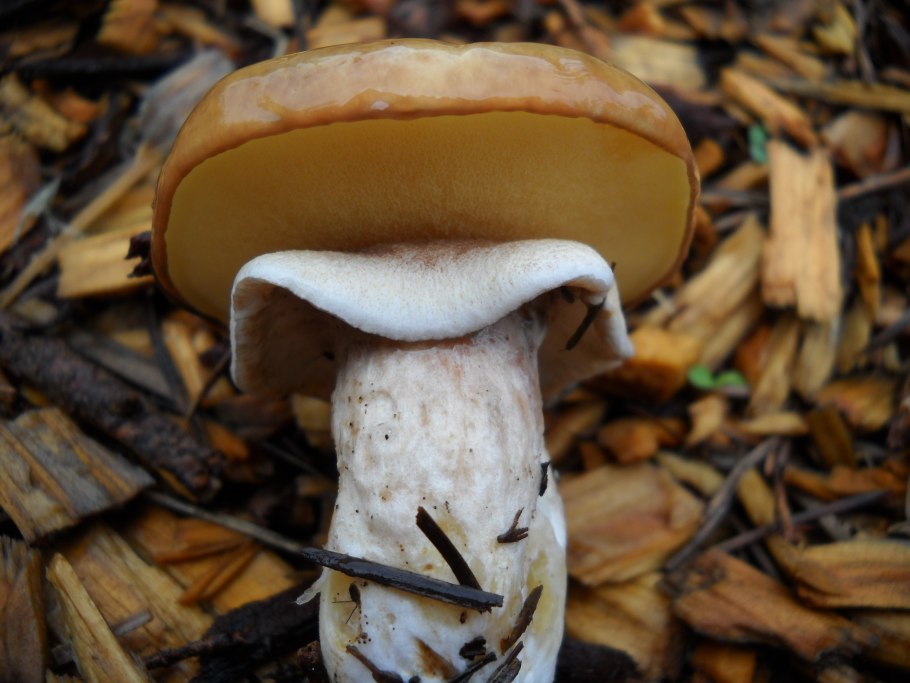 Гриб suillus luteus