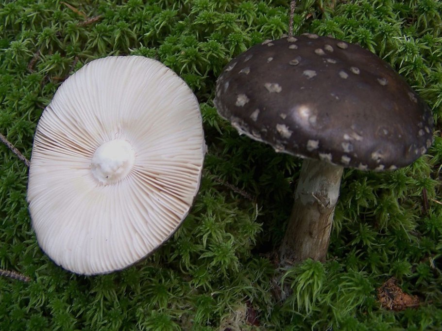 Мухомор порфировый amanita porphyria