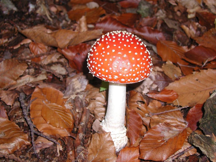 Amanita muscaria