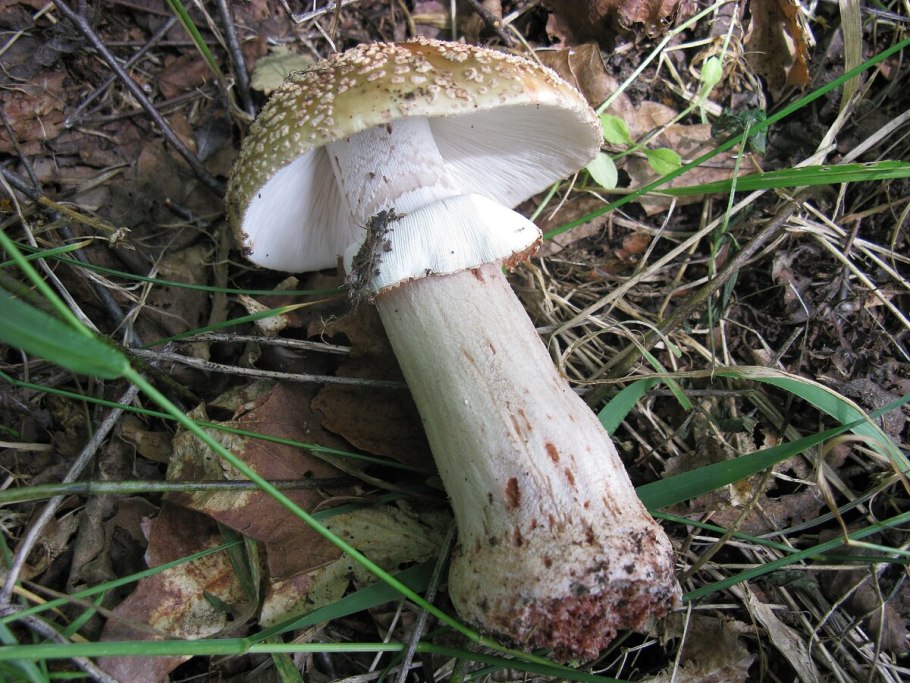 Amanita rubescens мухомор краснеющий