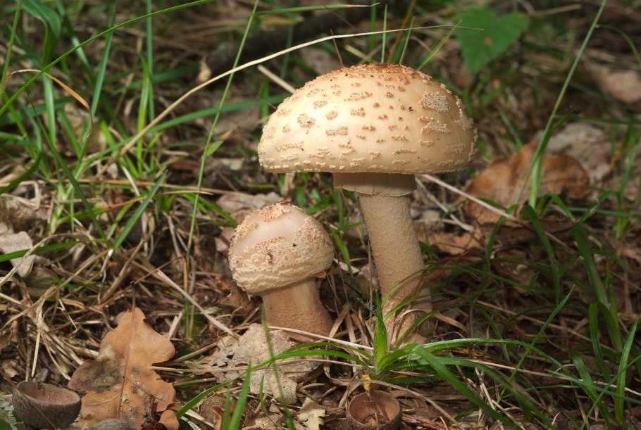 Гриб amanita rubescens
