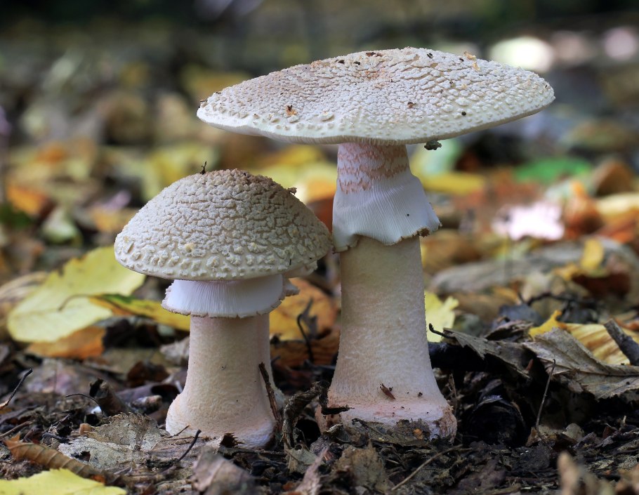 Мухомор серо-розовый amanita rubescens
