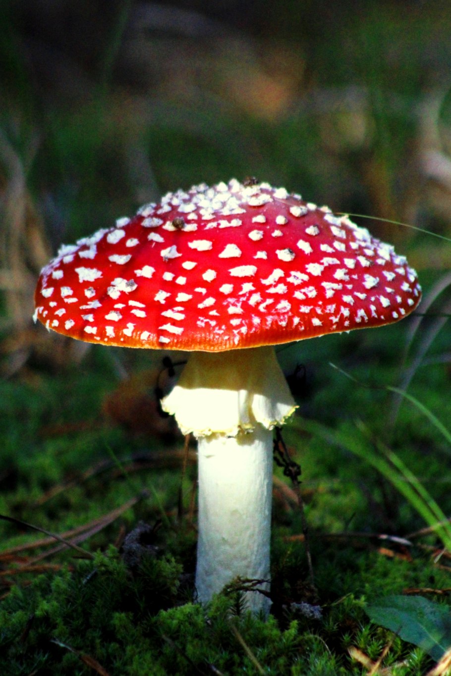 Мухомор аманита мускария