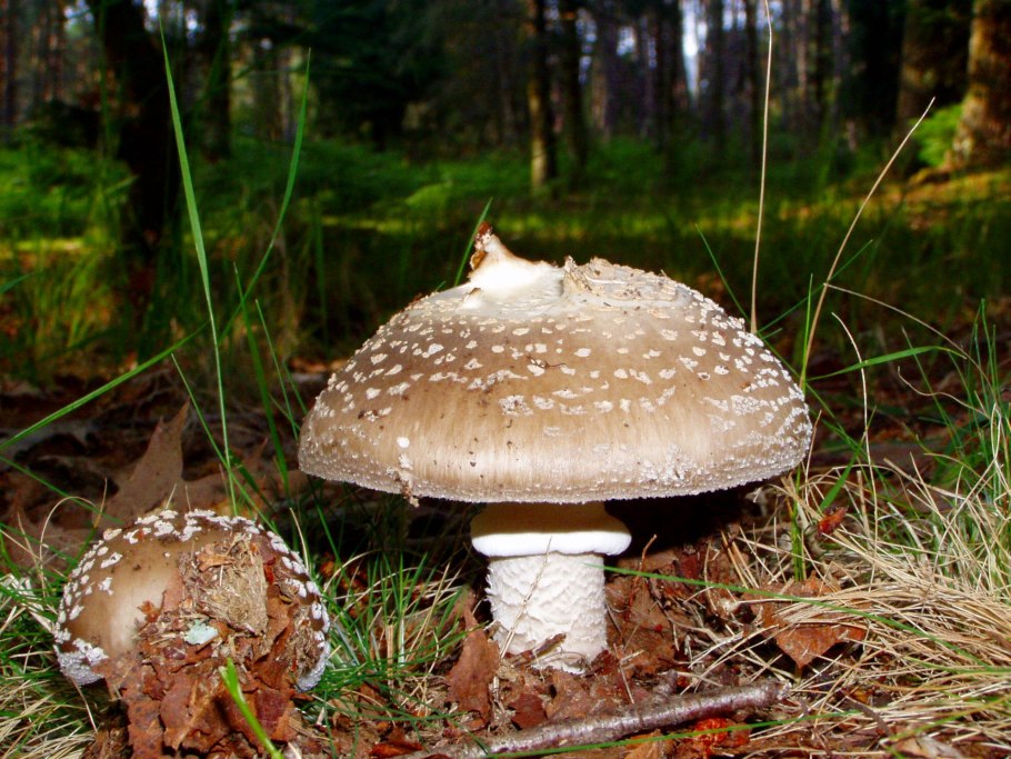 Amanita rubescens