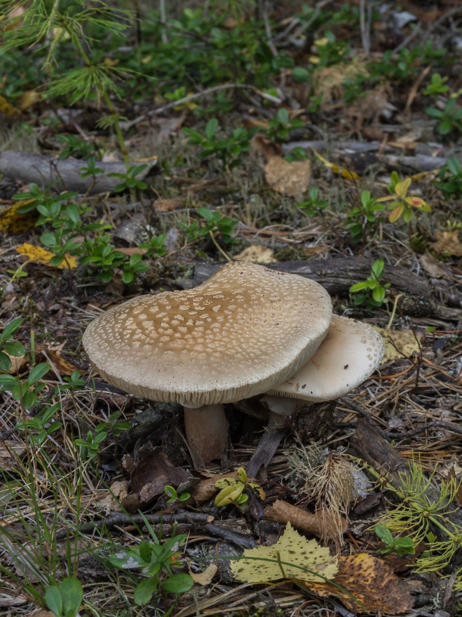 Amanita rubescens мухомор краснеющий