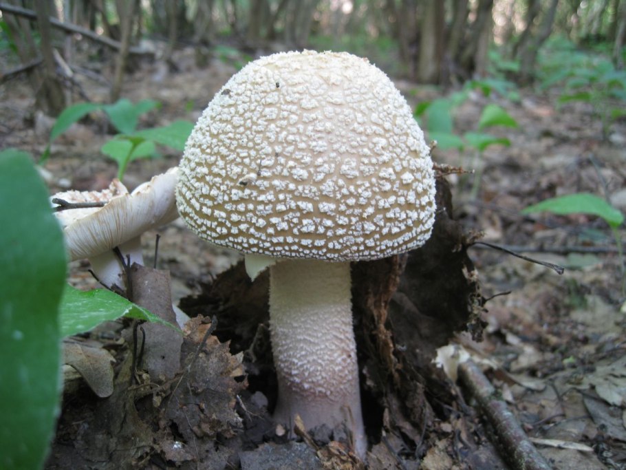 Гриб amanita rubescens