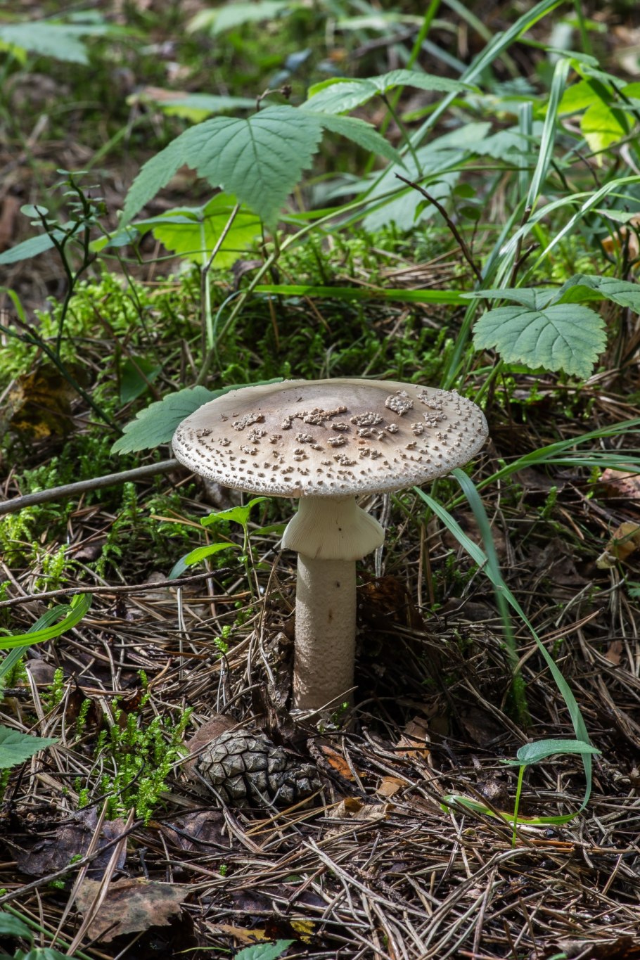 Мухомор серо-розовый amanita rubescens