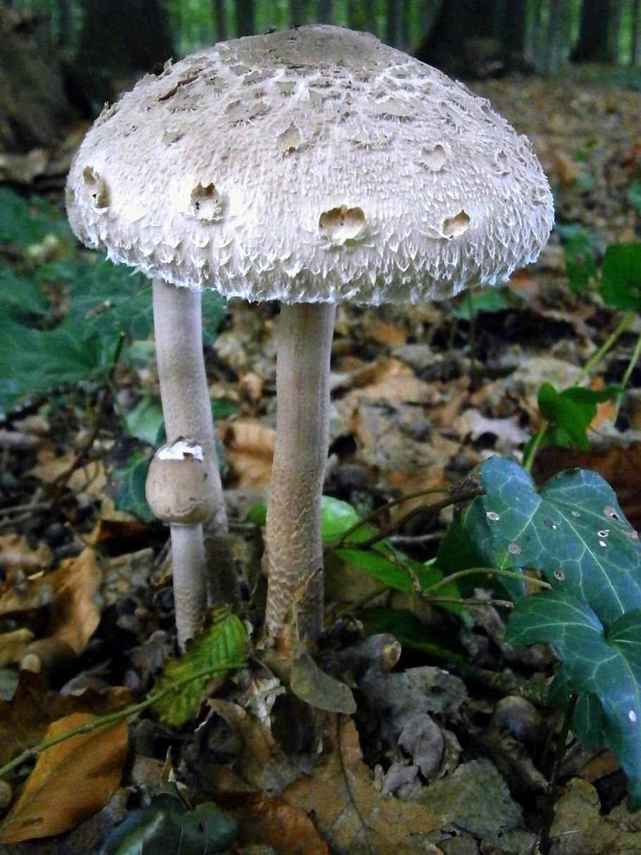 Зонтик пёстрый macrolepiota procera