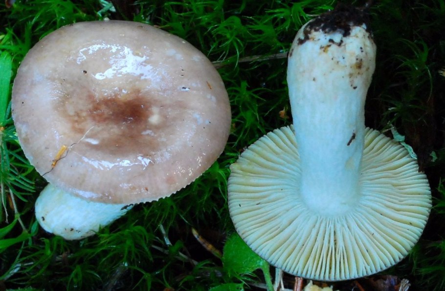 Сыроежка пластинчатая