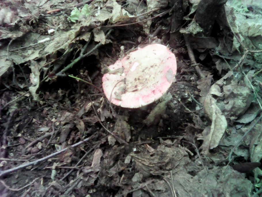 Сыроежка пластинчатая