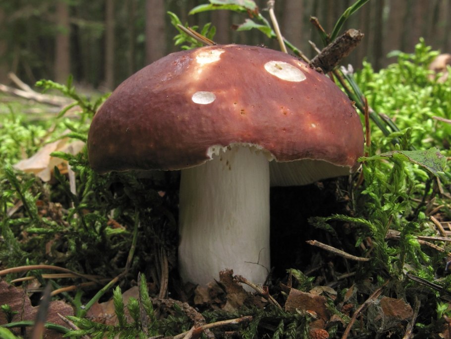 Гигрофор розовый