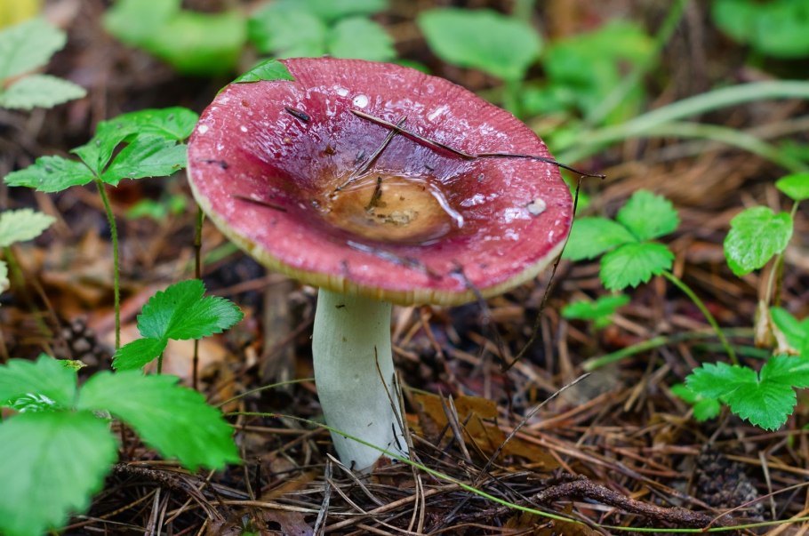 Сыроежка гладкокожая