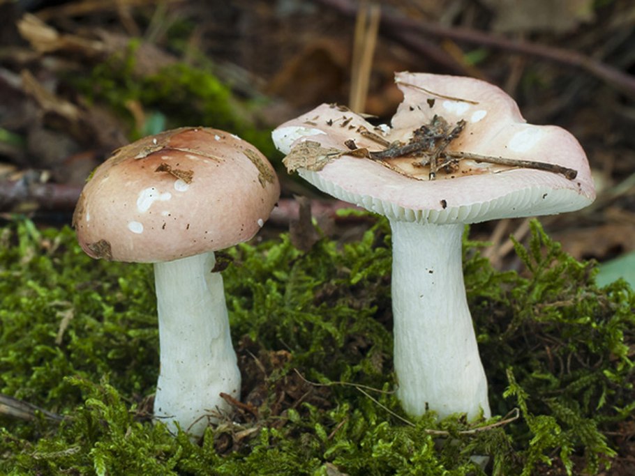 Сыроежка и поганка