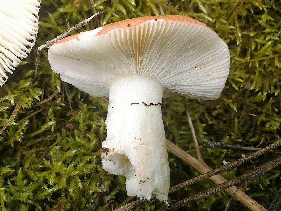 Сыроежка разнолистная