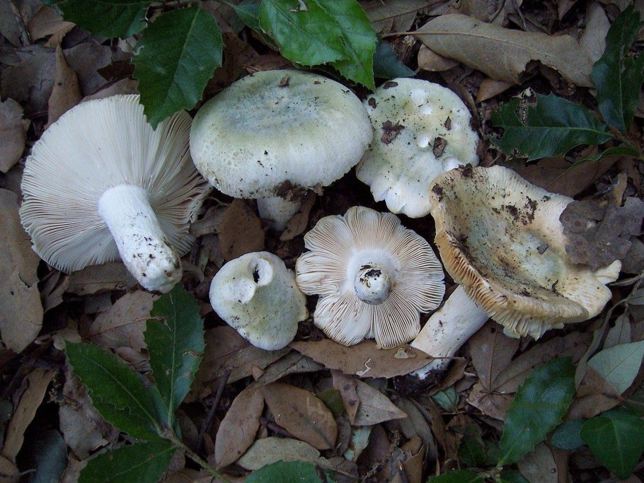 Сыроежка волнистая Russula bresadolae