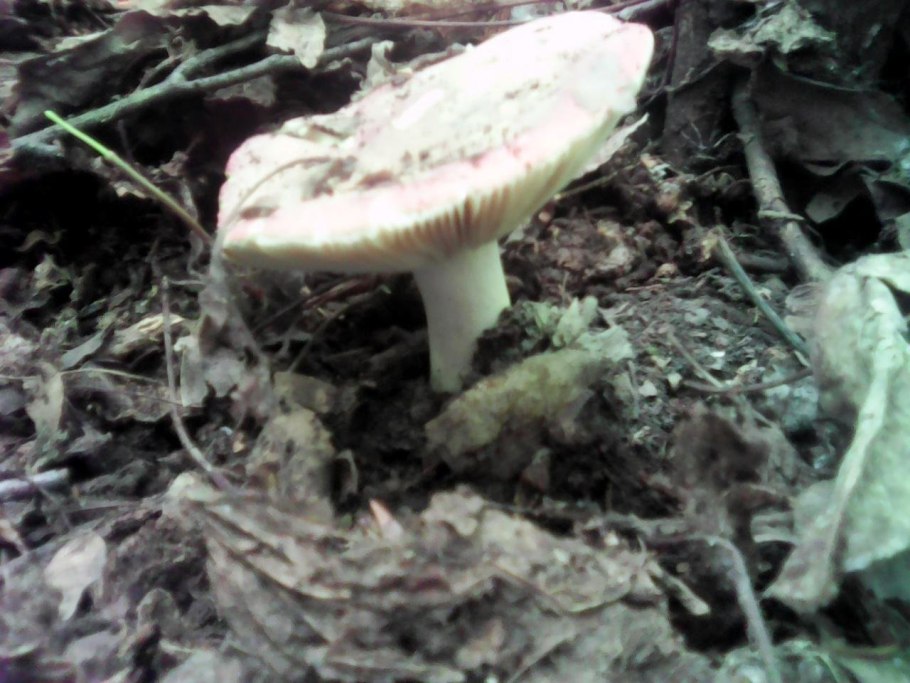 Розовая сыроежка гриб съедобный