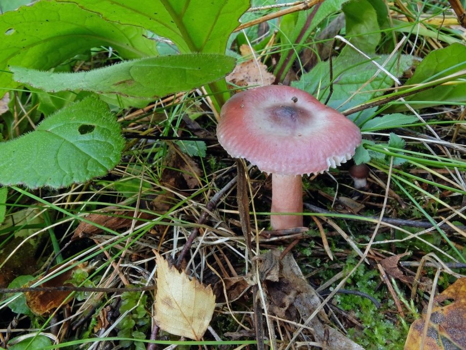 Финальные грибы