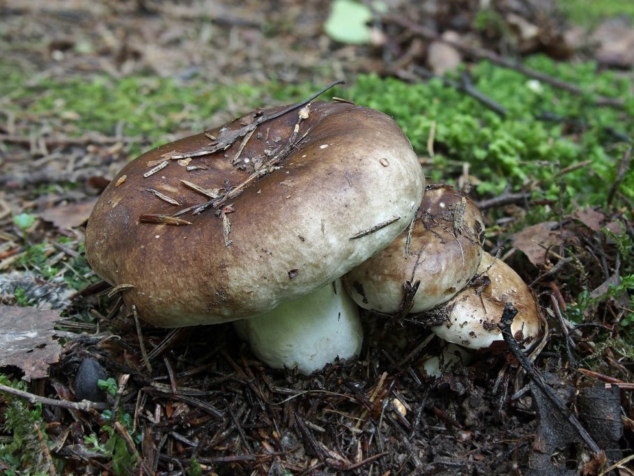 Сыроежки на зиму