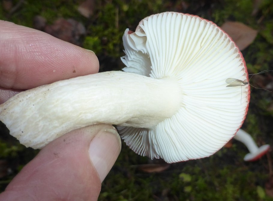 Russula betularum