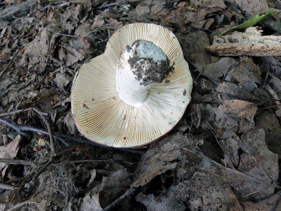 Russula exalbicans