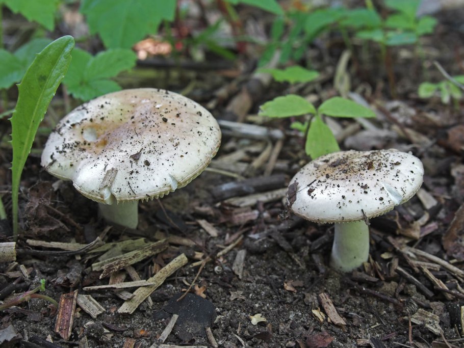 Сыроежка выцветающая (russula exalbicans)