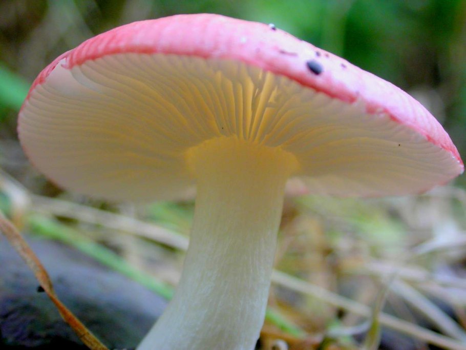 Сыроежка Берёзовая