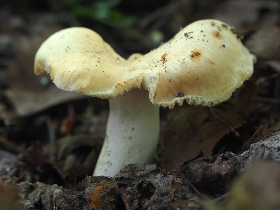Сыроежка валуевидная Russula farinipes