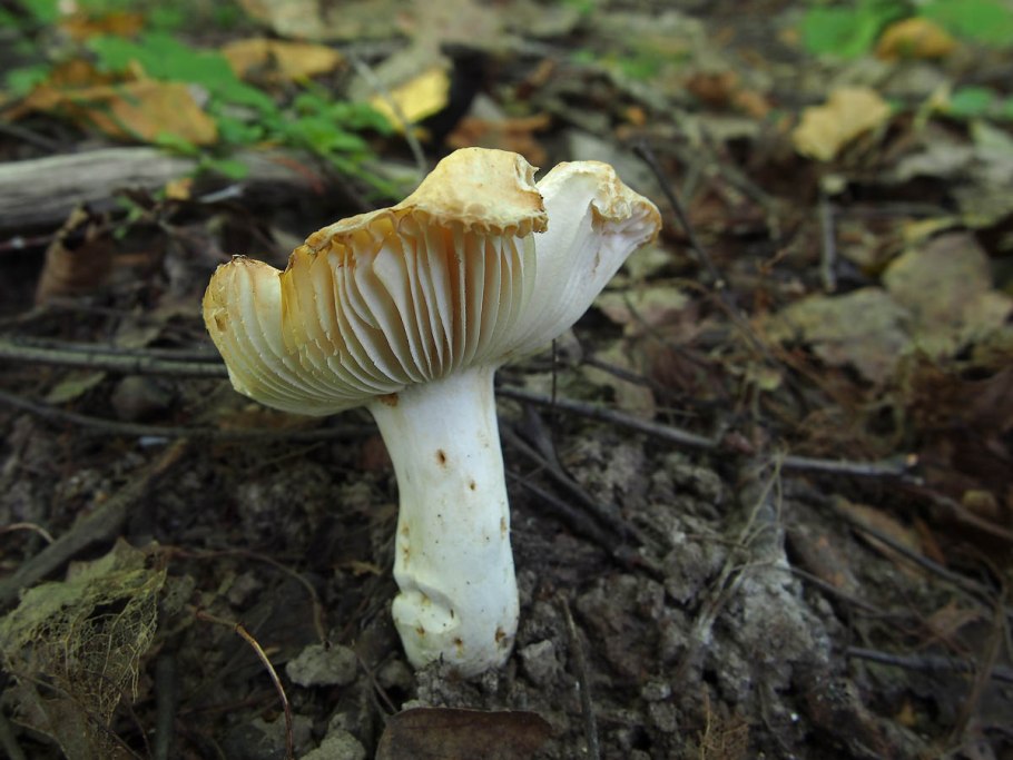 Сыроежка Боровая