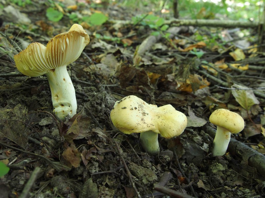 Сыроежка пластинчатый гриб