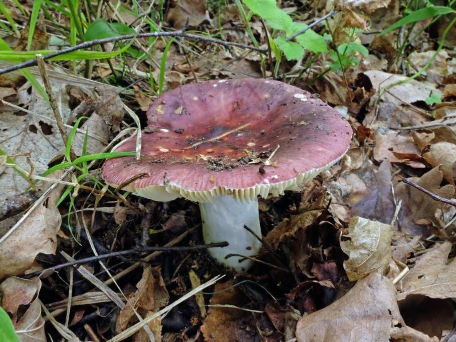 Сыроежка Болотная поплавуха