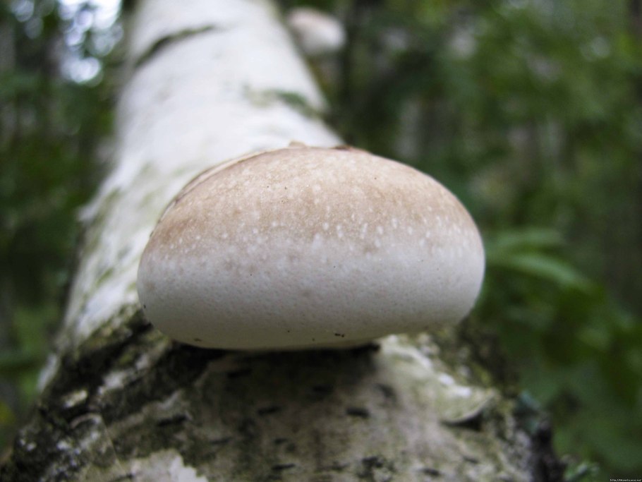 Трутовик белый мягкий