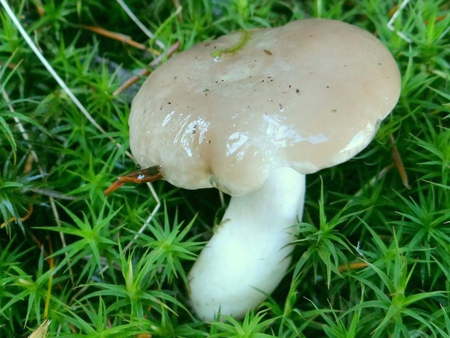 Hygrophorus agathosmus