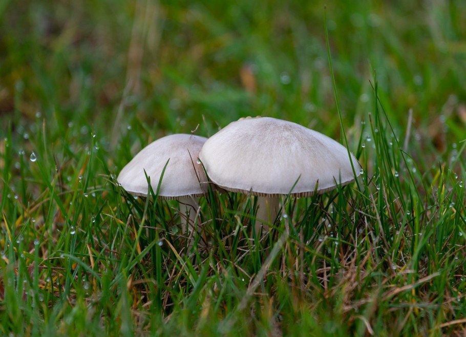 Шампиньоны несъедобные с фото