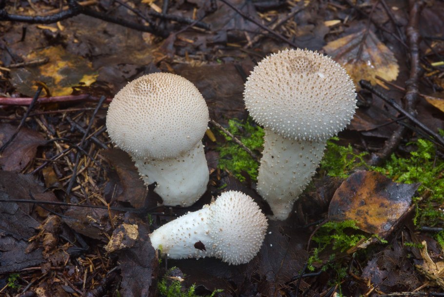 Дождевик шиповатый Lycoperdon perlatum