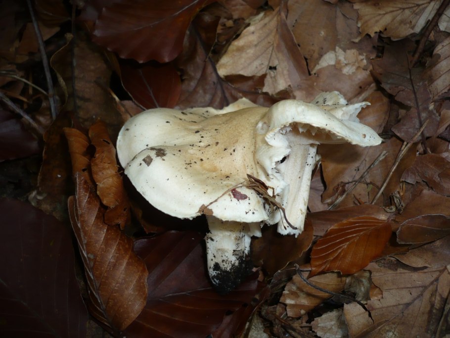 Гигрофор Корхонена