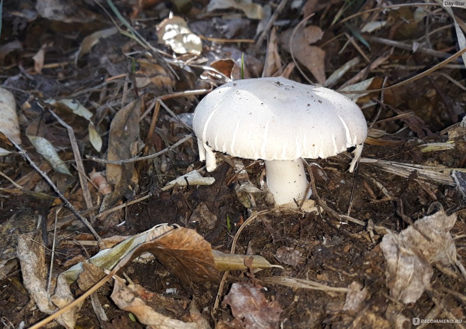 Гриб Журавушка в Крыму