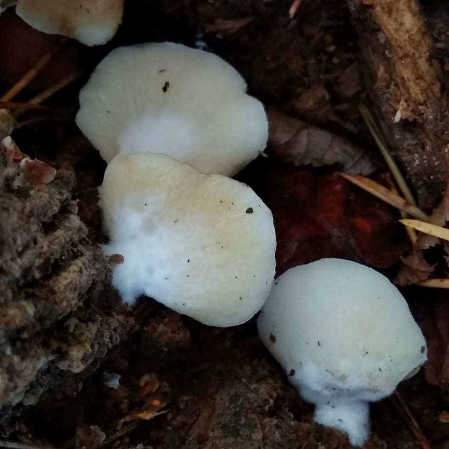 Крепидот уплощённый