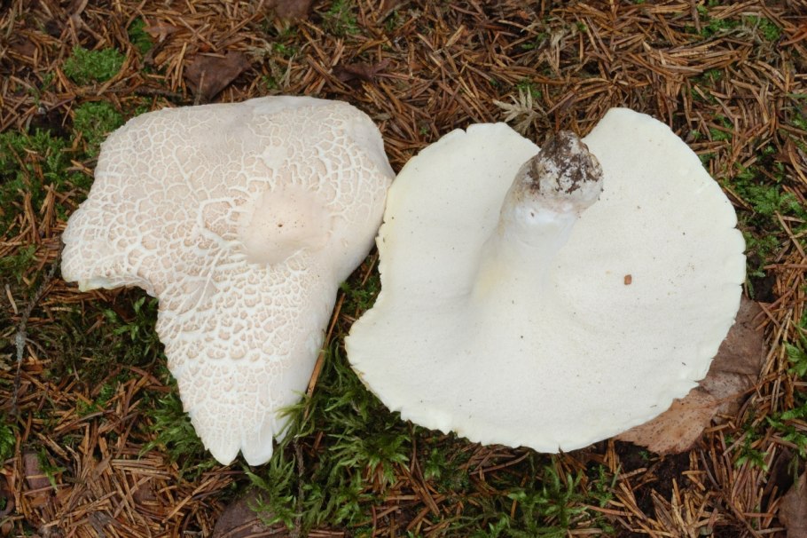 Мраморный гриб