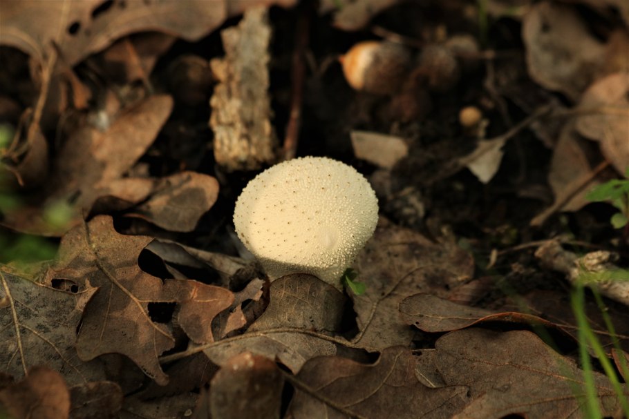 Puffball гриб