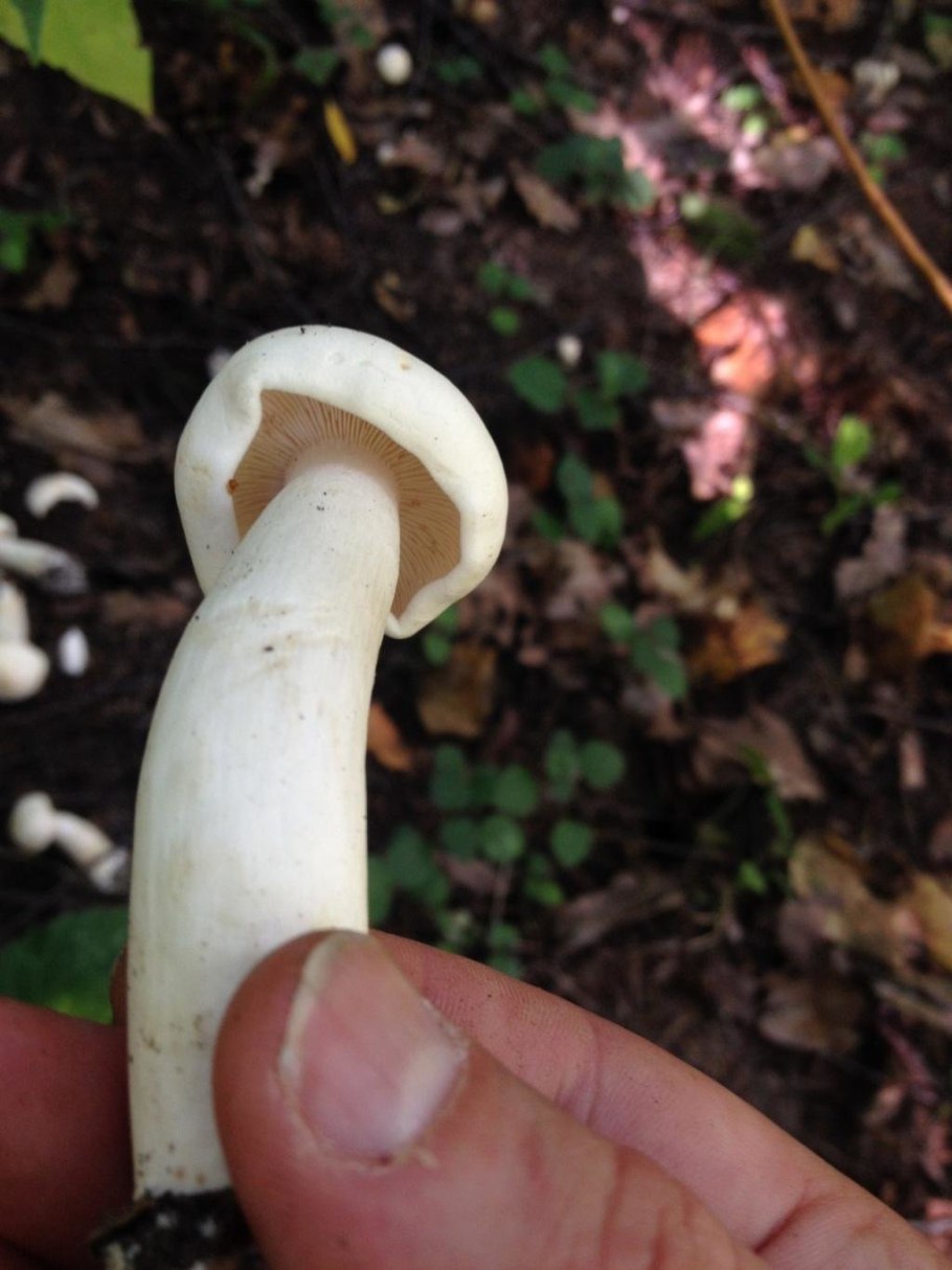 Рядовку белую — Tricholoma album