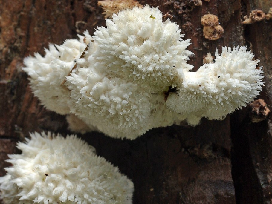 Белый мохнатый гриб ежовик