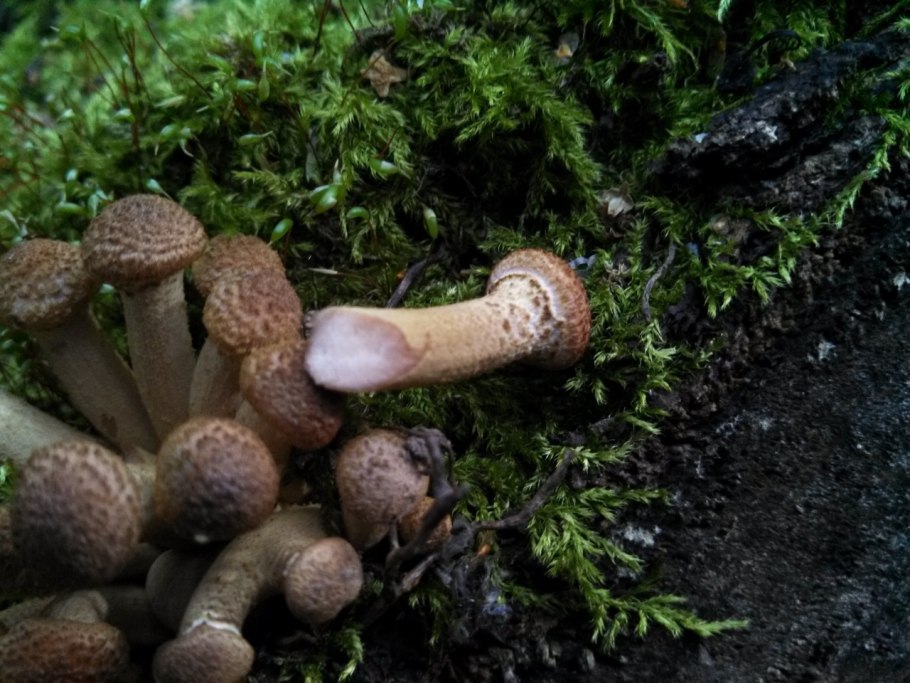 Чешуйчатка обыкновенная Pholiota squarrosa