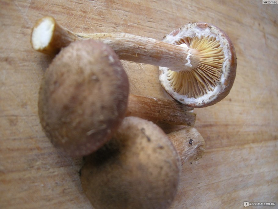 Опенок горчичный