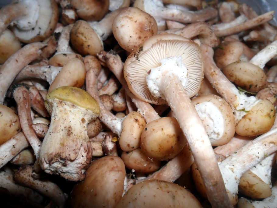 Еловые опята фото